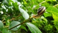 A garden snail on a twig against foliage background