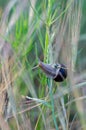 A garden snail on a vertical stalk of grass. Mollusk among wild Royalty Free Stock Photo