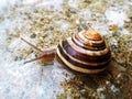 Garden snail on wet road Royalty Free Stock Photo