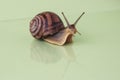Garden snail  on white Royalty Free Stock Photo