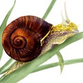 Garden snail on white background