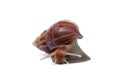 Garden snail on white background