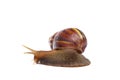 Garden snail on white background