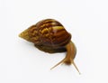 Garden snail on white background