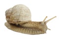 Garden snail on a white background, slow clam Royalty Free Stock Photo