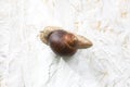 Garden snail on white rough background Royalty Free Stock Photo