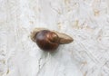 Garden snail on white rough background Royalty Free Stock Photo