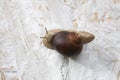 Garden snail on white rough background Royalty Free Stock Photo