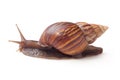 Garden Snail (Cornu aspersum) isolated on a white background Royalty Free Stock Photo