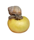 Garden snail on yellow apple. Isolated on white background Royalty Free Stock Photo