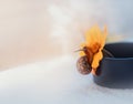 Garden snail on a yellow flower on a light background. The mollusk on the Cosmee. Copy space. Macro. Selective focus Royalty Free Stock Photo