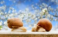 Garden snails closeup flowering cherry spring