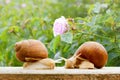 Garden snails closeup rose wet spring