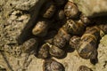 Garden snails, helix aspersa, group nestling in a rock, macro