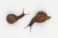 Garden snails isolated on white background. For close-up design. Royalty Free Stock Photo