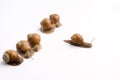 Garden snails isolated on white background. Snail mucin cosmetic product concept, snail therapy. Snail farm.