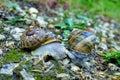 Garden Snails Mating Royalty Free Stock Photo