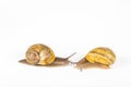 Garden snails racing on white background Royalty Free Stock Photo