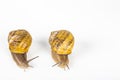 Garden snails racing on white background Royalty Free Stock Photo