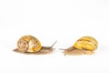 garden snails racing on white background Royalty Free Stock Photo