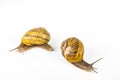 garden snails racing on white background Royalty Free Stock Photo