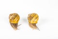 Garden snails racing on white background Royalty Free Stock Photo