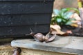 garden snails and slugs urban snails plant-eating animal Royalty Free Stock Photo