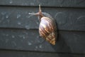 garden snails and slugs urban snails plant-eating animal Royalty Free Stock Photo