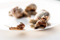 Garden snails on white background