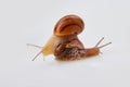 Garden Snails on a white background. Studio shot. Royalty Free Stock Photo