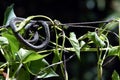 Garden Snake Royalty Free Stock Photo