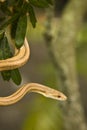 Garden Snake Royalty Free Stock Photo