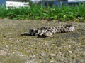 Garden Snake on Concrete Royalty Free Stock Photo