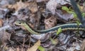 An Garden Snake Slithering Left Royalty Free Stock Photo
