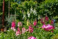 Garden Snapdragons Royalty Free Stock Photo