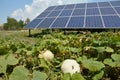 Garden Solar Panels with growing pumpkins. Use solar power, solar panels in your garden