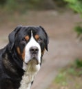 Great Swiss Mountain Dog male champion.