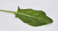 Garden Sorrel Leaf Royalty Free Stock Photo