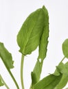 Garden Sorrel Leaves Royalty Free Stock Photo