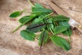 Garden sorrel Royalty Free Stock Photo