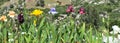 Iris Garden Series - A rainbow of bearded spaceage iris Free Space