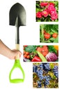 Garden spade isolated on a white background.Vertical photo. A collage of garden tools and photos of vegetables, fruits and flowers Royalty Free Stock Photo