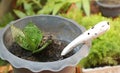 Garden spade in the plastic plant pot with small plants Royalty Free Stock Photo