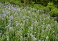 Garden of the Spanish bluebell, hyacinthoides hispanica, in Saint Louis, Missouri. Royalty Free Stock Photo