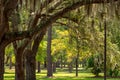 Garden of Spanish Moss Trees Royalty Free Stock Photo