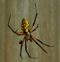 Garden Spider