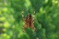 Garden spider.