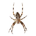 Garden spider Royalty Free Stock Photo