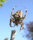 Garden Spider Royalty Free Stock Photo