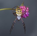 Garden spider Royalty Free Stock Photo